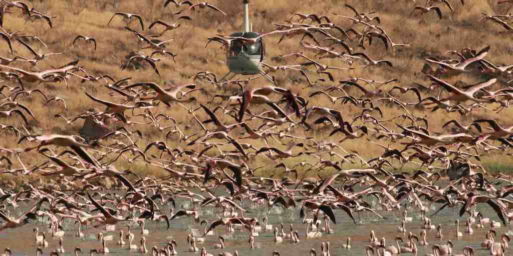 flamingo, Lake Turkana, Kenya helicopter safaris