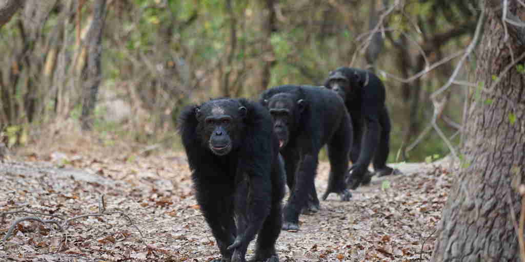 Chimpanzee troop, Mahale Mountains, Tanzania, Africa