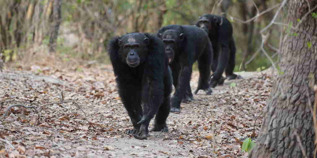 Chimpanzees, Mahale Mountains National Park, Tanzania, Africa