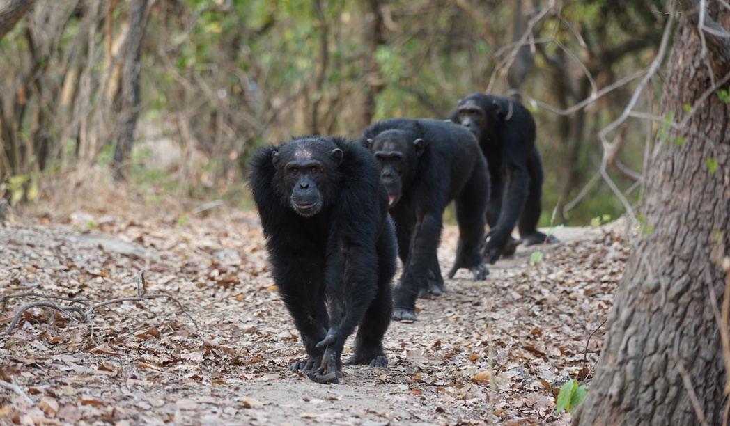 Mahale Mountains Chimpanzee Trekking search image 2 Mahale Mountains chimpanzee trekking 2