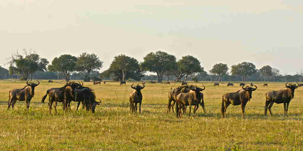 47. Imvelo Safari Lodges   Bomani Tented Lodge   Wildebeest on Ngamo Plain in May