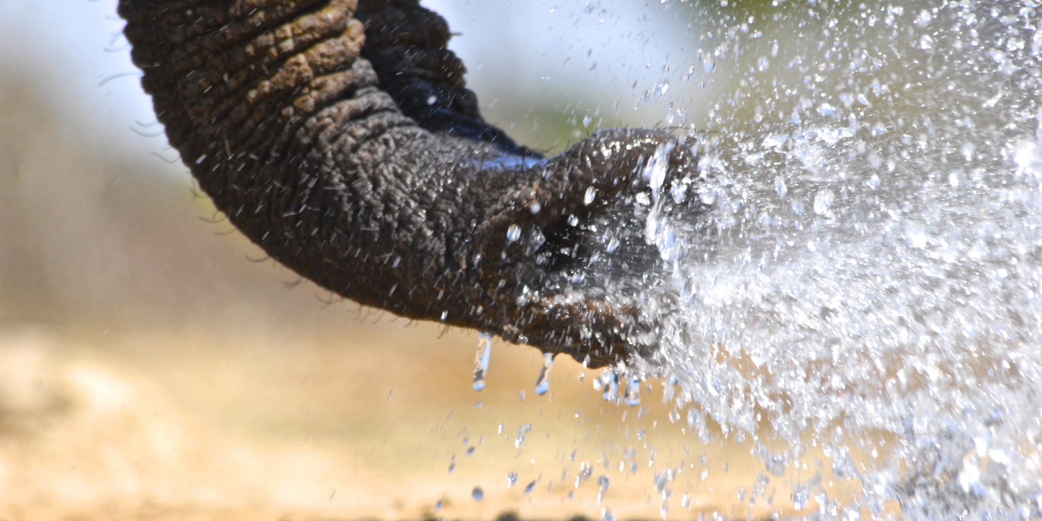 56. Imvelo Safari Lodges   Bomani Tented Lodge   Mind the splash at the Look Up photography blind