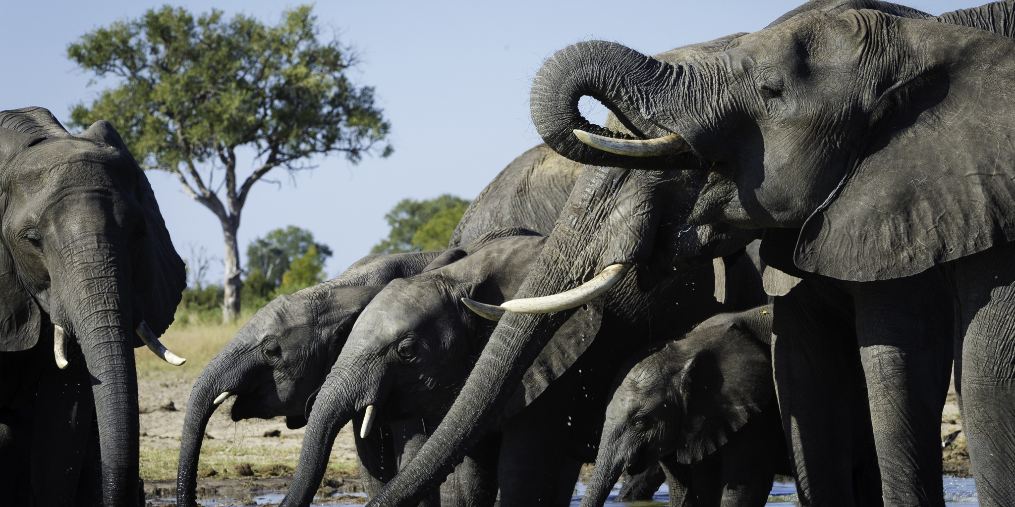 elephant safaris, hwange national park, zimbabwe holidays