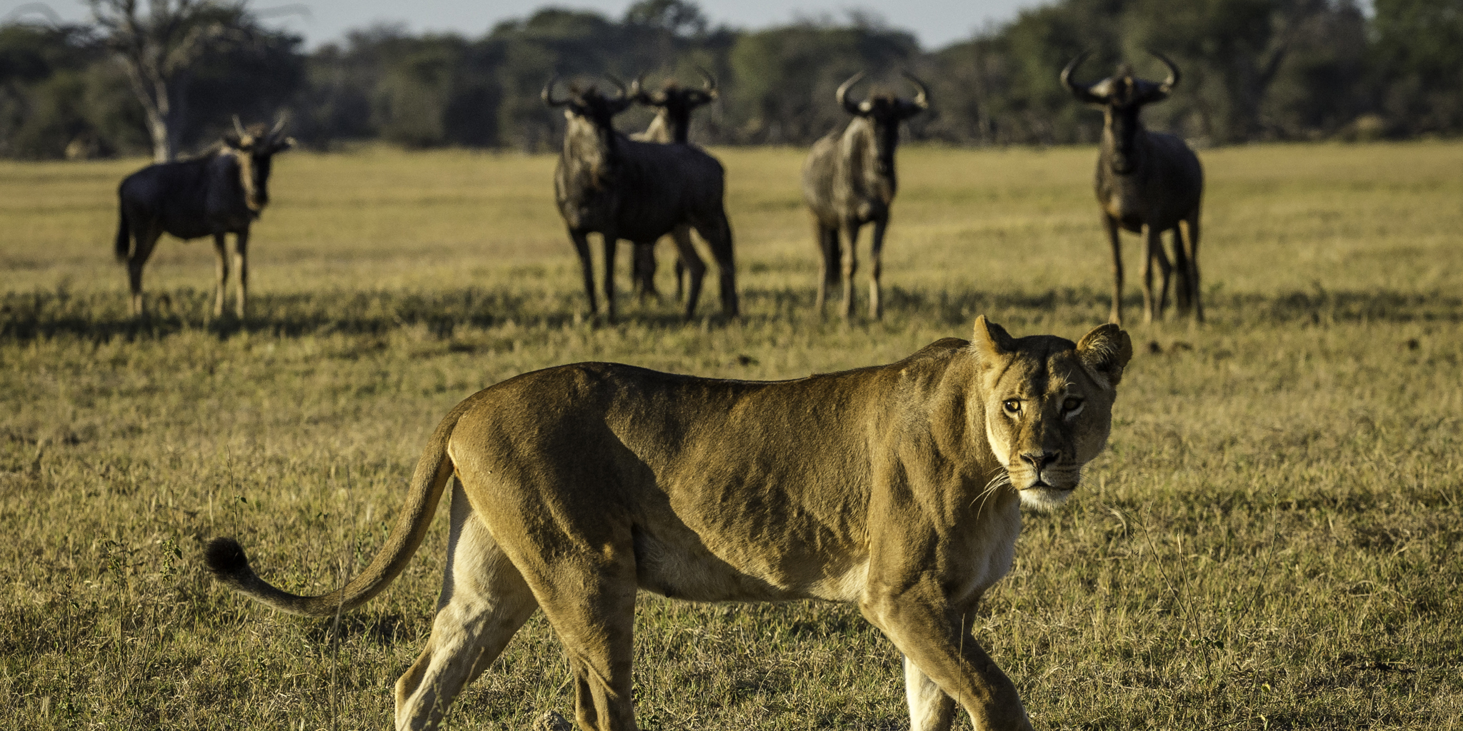 Hwange 2015 05 239