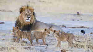 lion cubs, hwange national park, zimbabwe safaris