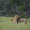 pair of lions, hwange national park, zimbabwe safaris