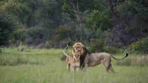 pair of lions, hwange national park, zimbabwe safaris
