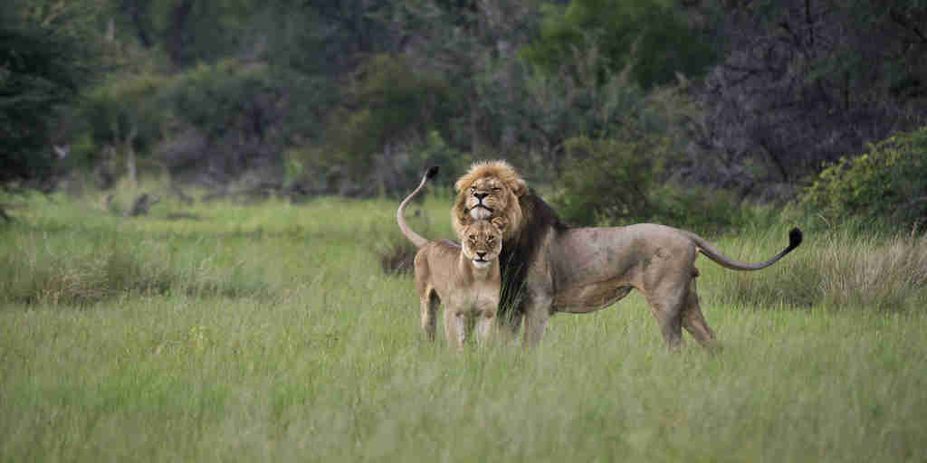 pair of lions, hwange national park, zimbabwe safaris