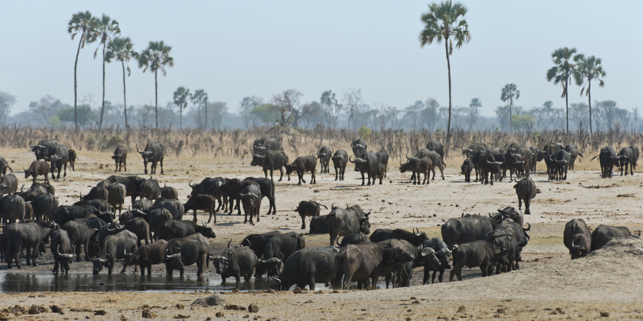 buffalo in hwange national park, zimbabwe safaris