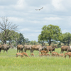 antelopes in hwange national park, zimbabwe safaris