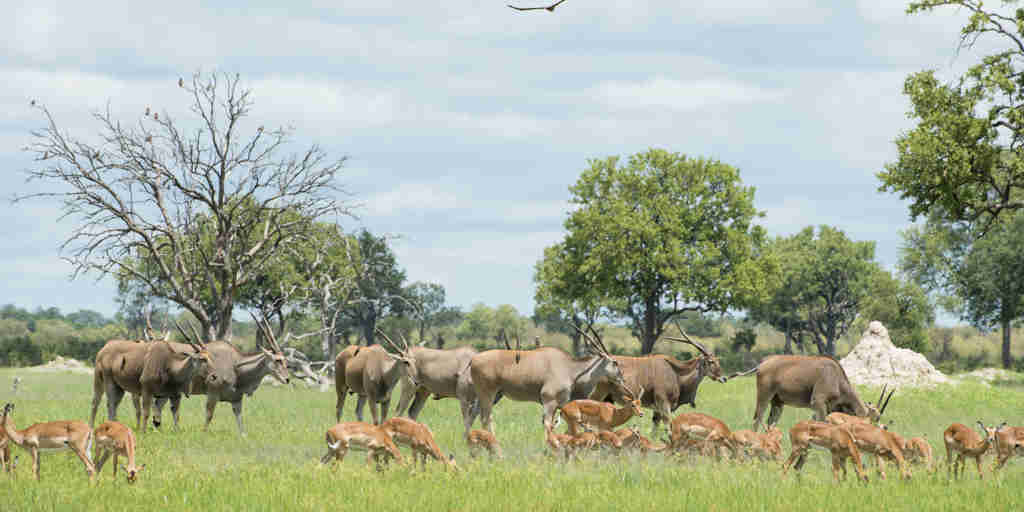 antelopes in hwange national park, zimbabwe safaris