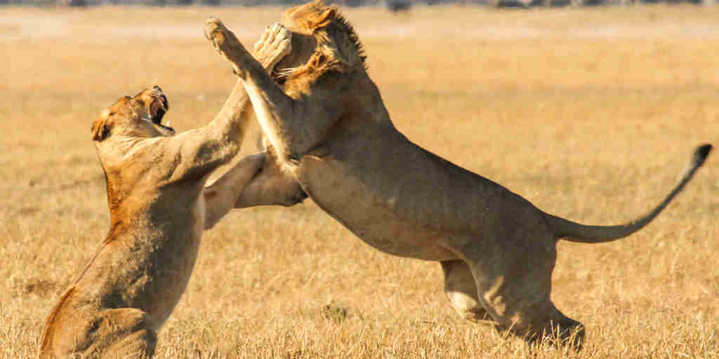 25. Imvelo Safari Lodges   Bomani Tented Lodge    Lion on a Game Drive