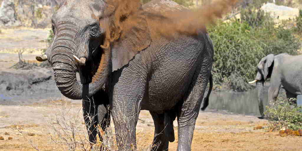 29. Imvelo Safari Lodges   Bomani Tented Lodge   Elephant dust bathing at Mpisini Pan