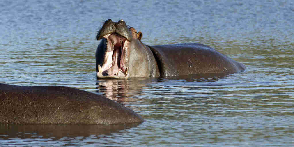 35. Imvelo Safari Lodges   Camelthorn Lodge   Hippos