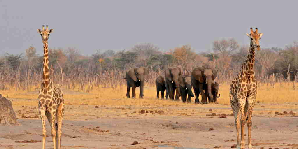 giraffe and elephants, camelthorn lodge, zimbabwe safaris