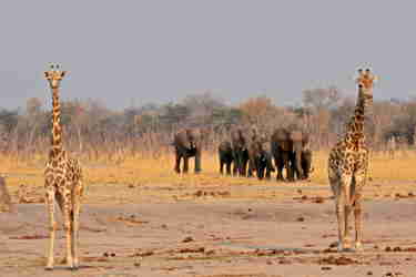 giraffe and elephants, camelthorn lodge, zimbabwe safaris