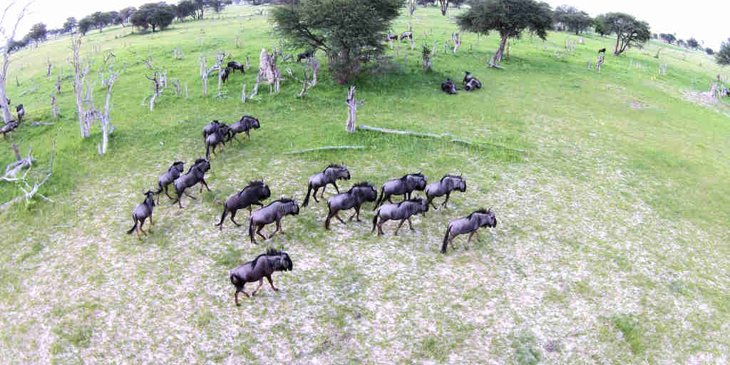 42. Imvelo Safari Lodges   Camelthorn Lodge   Wildebeest