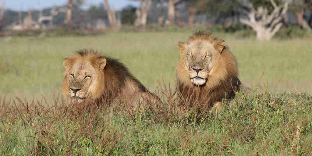 43a. Imvelo Safari Lodges   Bomani Tented Lodge   Male lions on a game drive