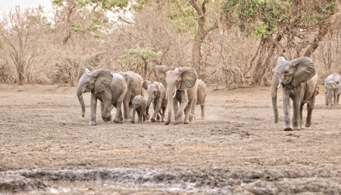 ellies