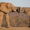 Wildlife001