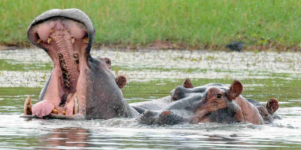 hippos, lake kariba and matusadona national park, zimbabwe