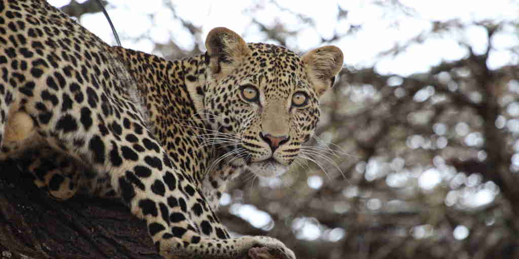Leopard safaris in Laikipia, Kenya wildlife holidays