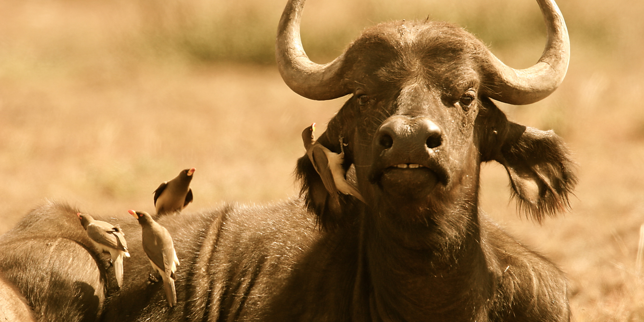 Buffalo and birds in Laikipia, Kenya safairs