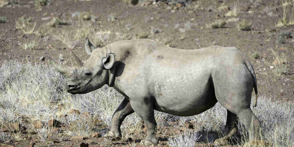 Desert Rhino Camp 2014 08 150