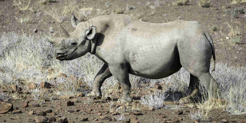 Desert Rhino Camp 2014 08 150
