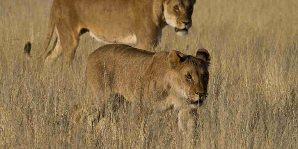 lion safaris, damaraland, namibia safari vacations