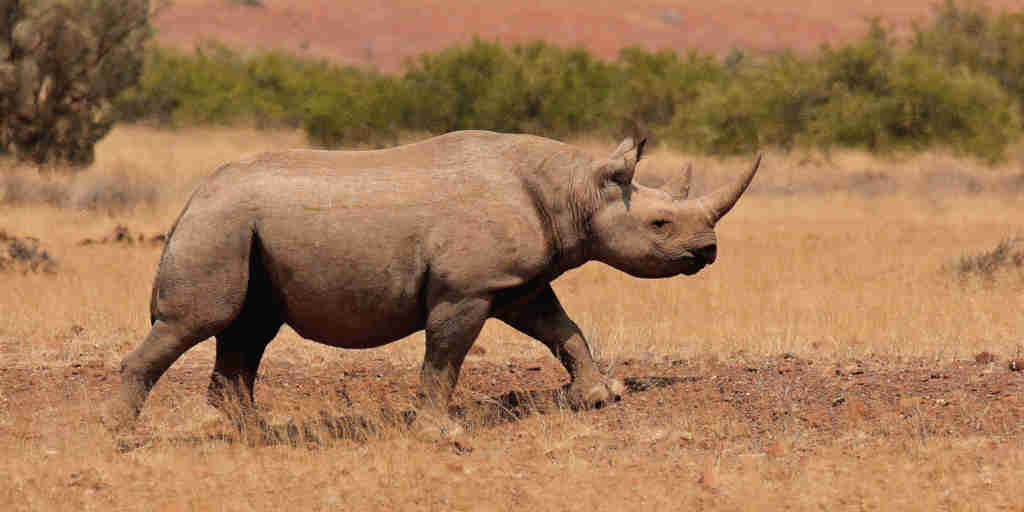 rhino on foot, namibia wildlife experiences, africa safaris