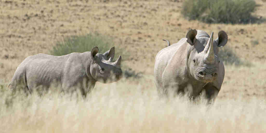 rhino areas and experiences, namibia safaris, africa