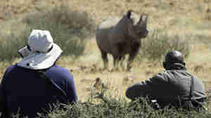 rhino on foot, namibia experiences, africa safaris
