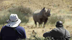rhino on foot, namibia experiences, africa safaris