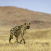 cheetah safaris, damaraland, namibia safari vacations