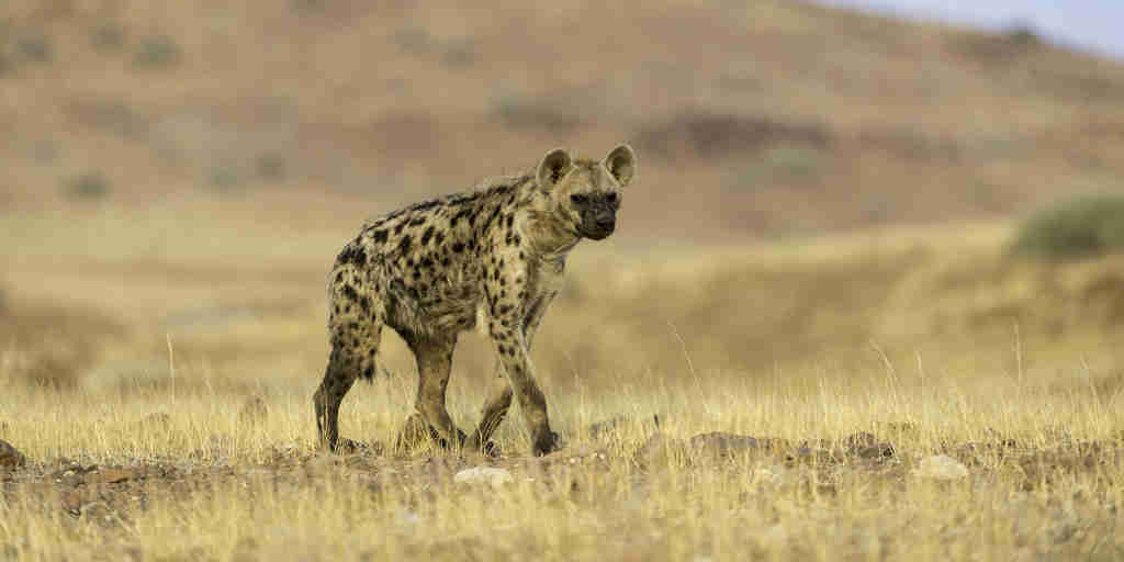 cheetah safaris, damaraland, namibia safari vacations