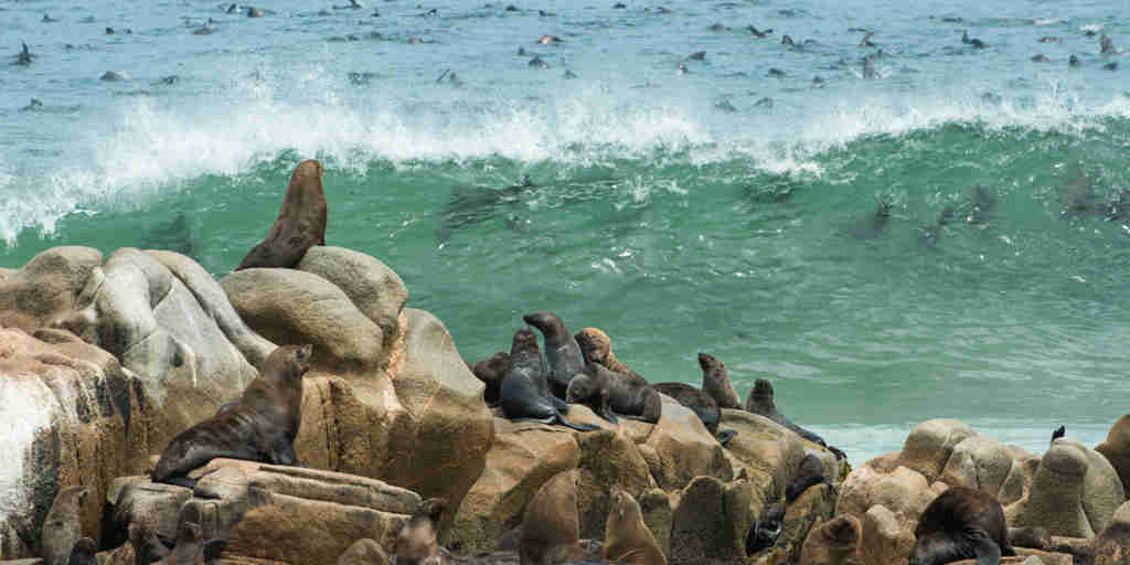 seal colony, the skeleton coast, namibia safaris