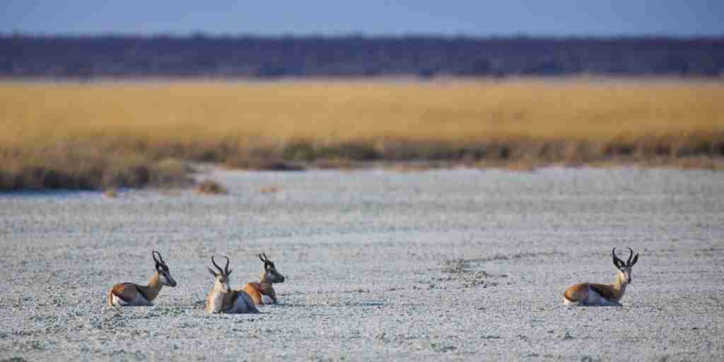 antelope, etosha national park wildlife, namibia safaris