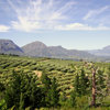 wineland scenery, south africa safari holidays