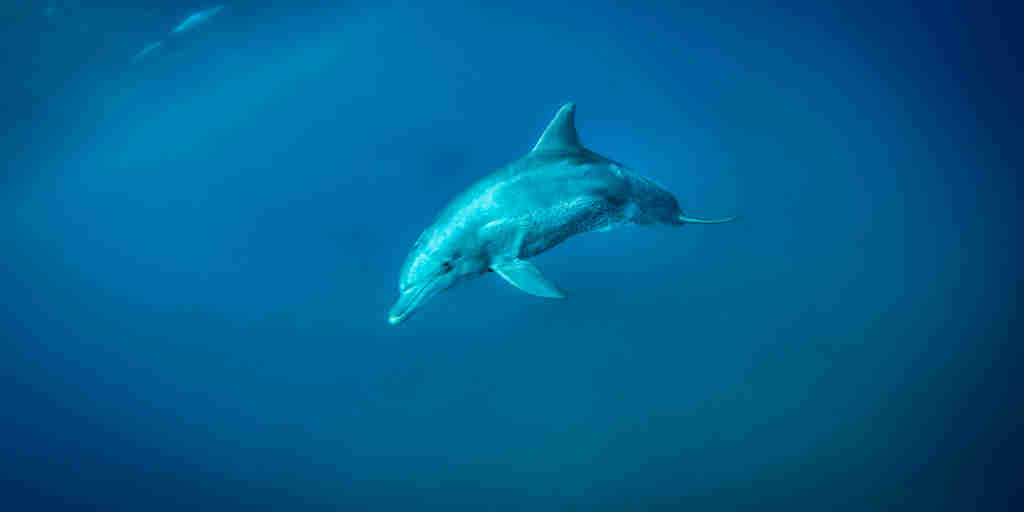 dolphin, swimming with wildlife, areas and experiences in mauritius 