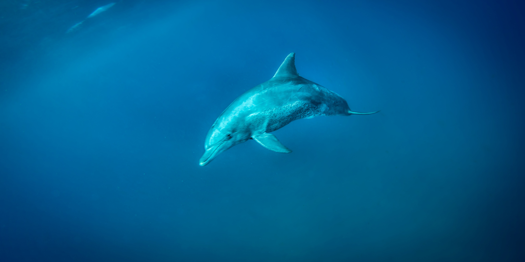 dolphin, swimming with wildlife, areas and experiences in mauritius 