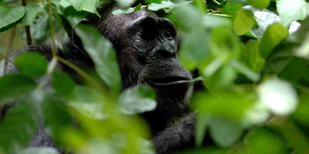 Greystoke Mahale chimp 8   Nomad Tanzania