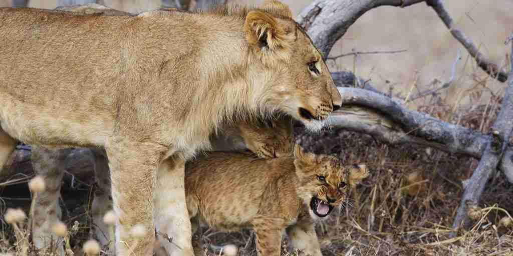 lion cubs, chobe national park, botswana safaris