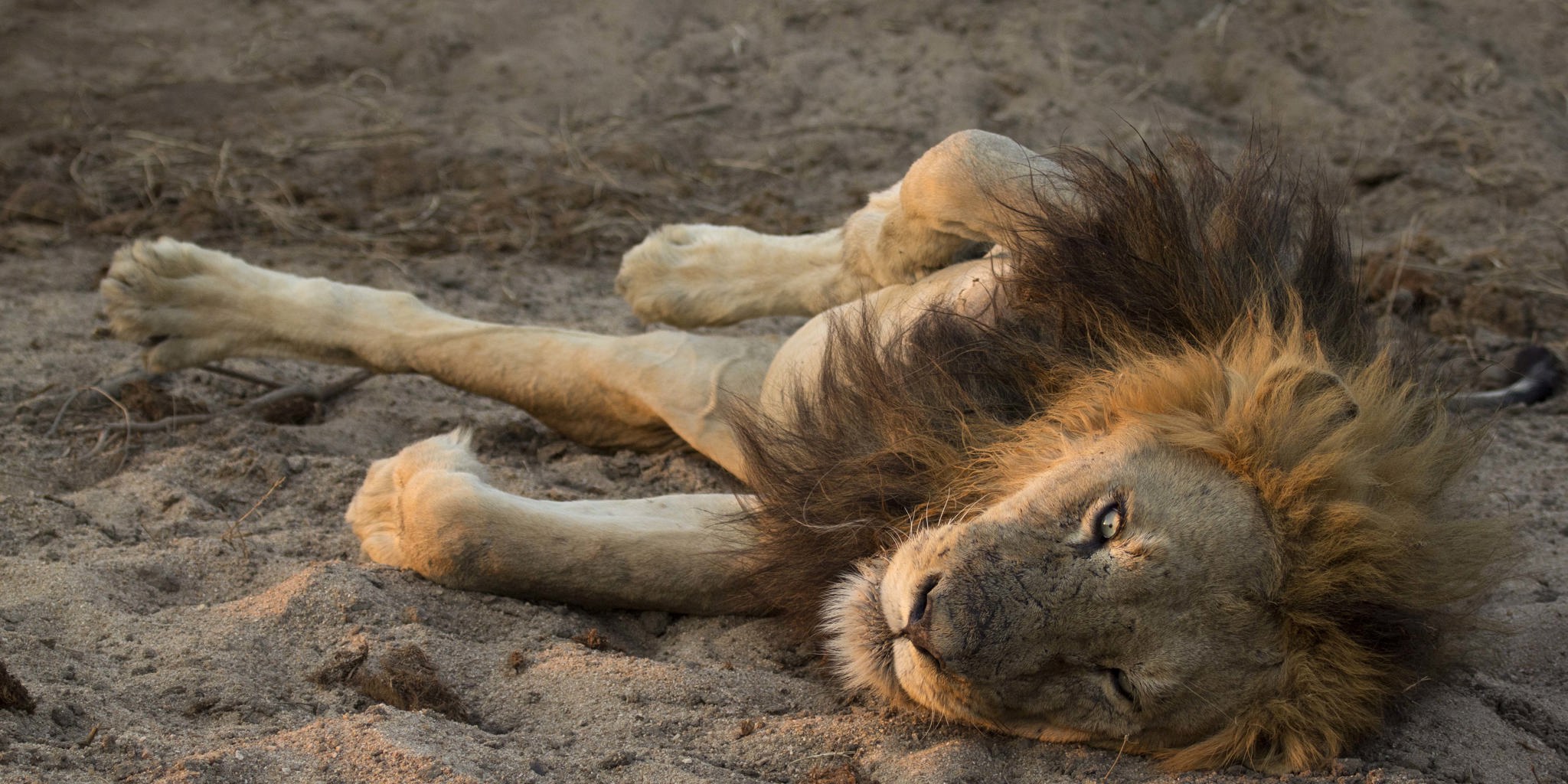ulusaba lion