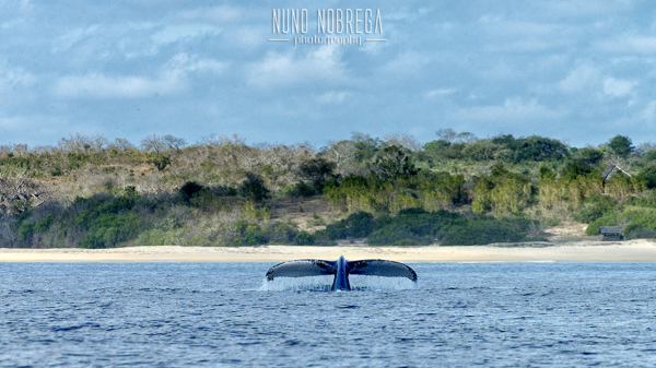 Whale in front of lodge
