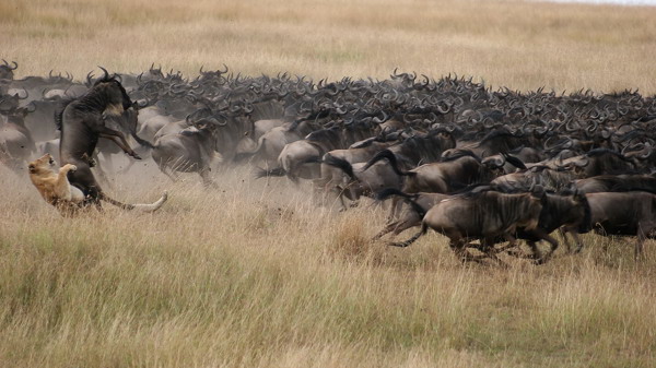 MaraPlains SignatureShotHighRes APatel May2009