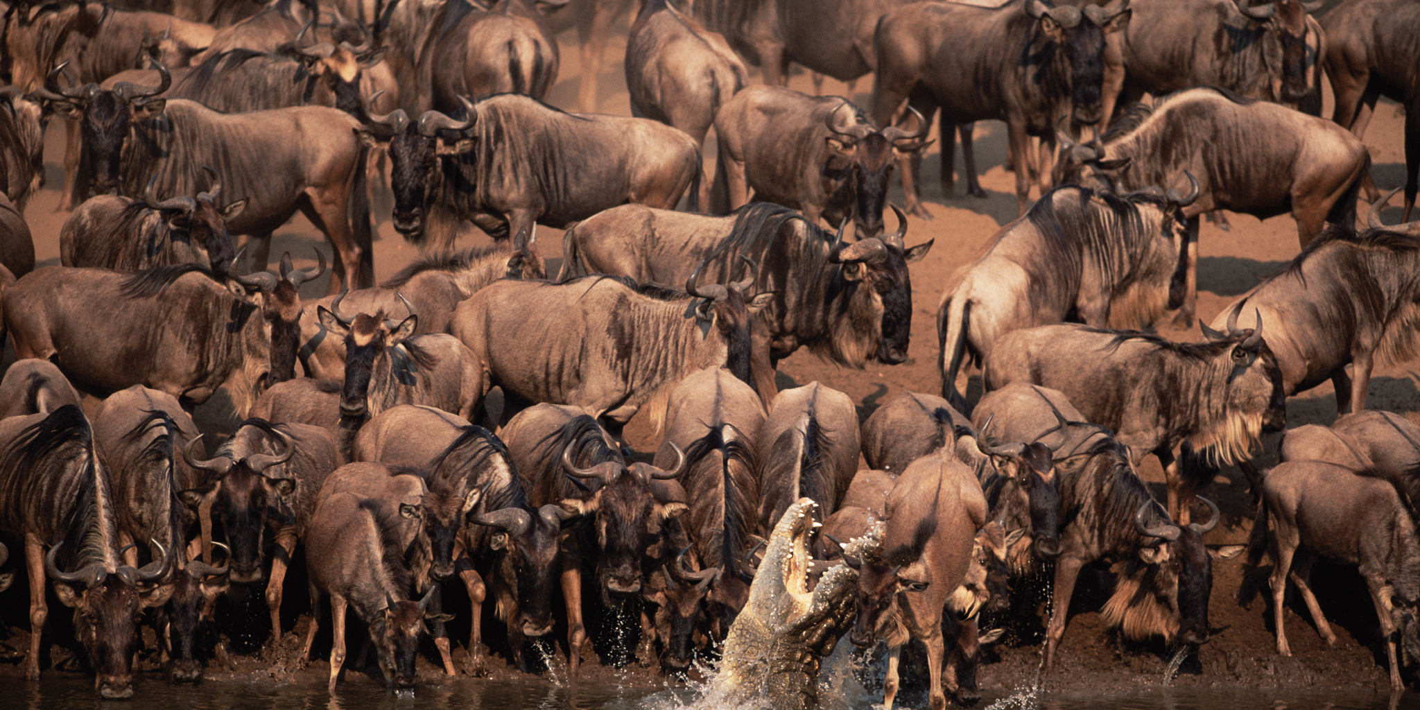 Mara wildebeeste drinking AS