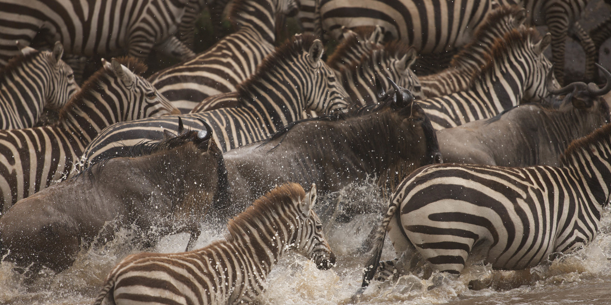 Mara zebra migration