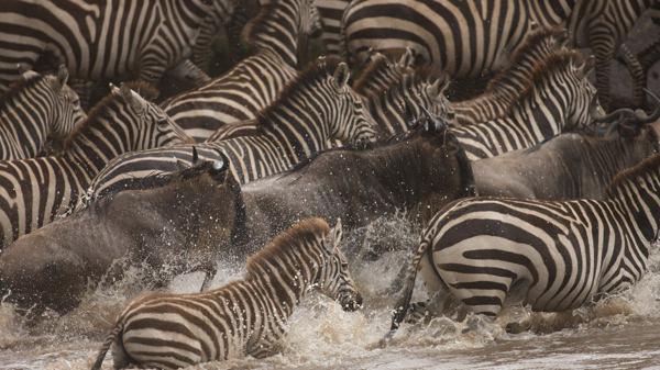 Mara zebra migration