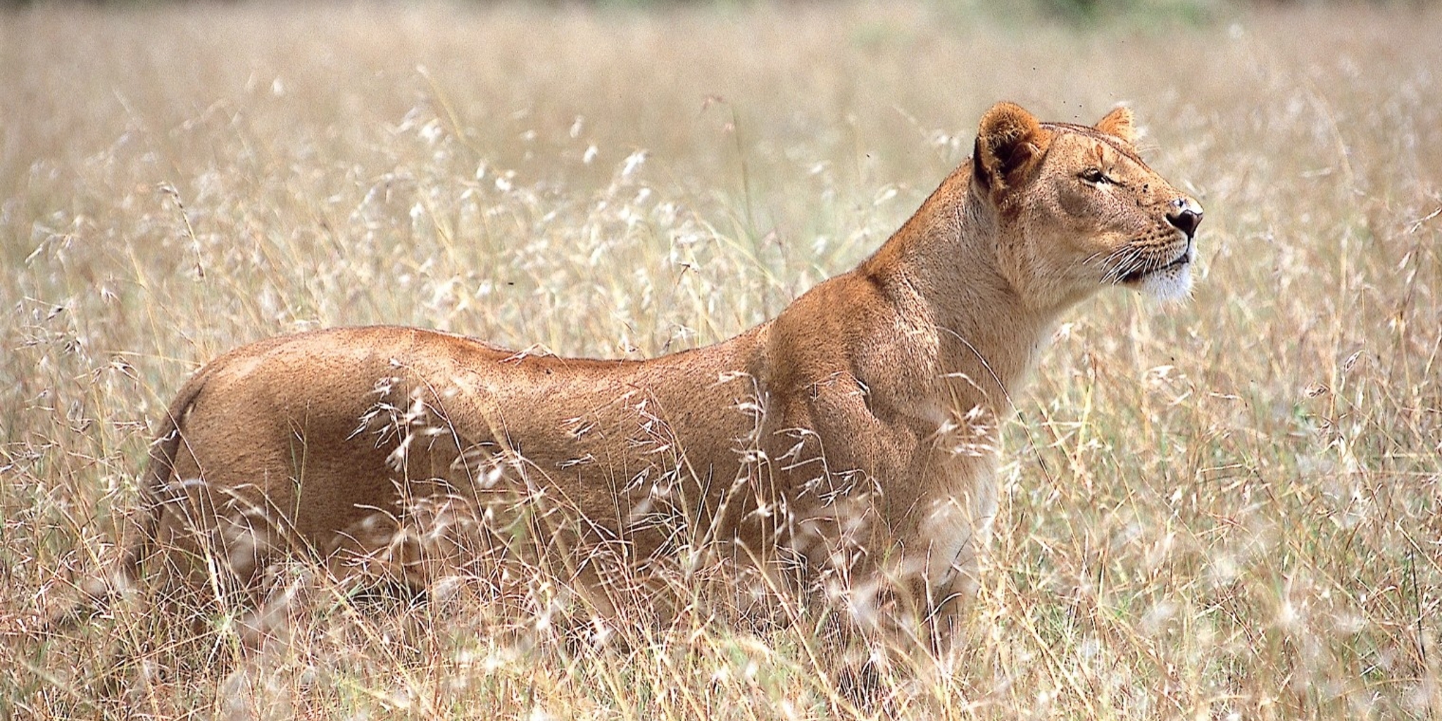 Lioness